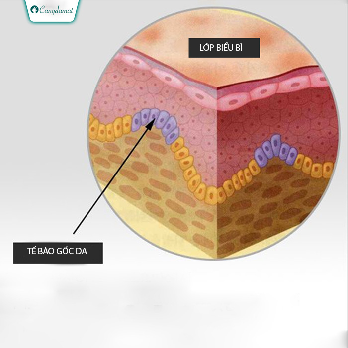 Ưu điểm của phương pháp căng da mặt bằng tế bào gốc 